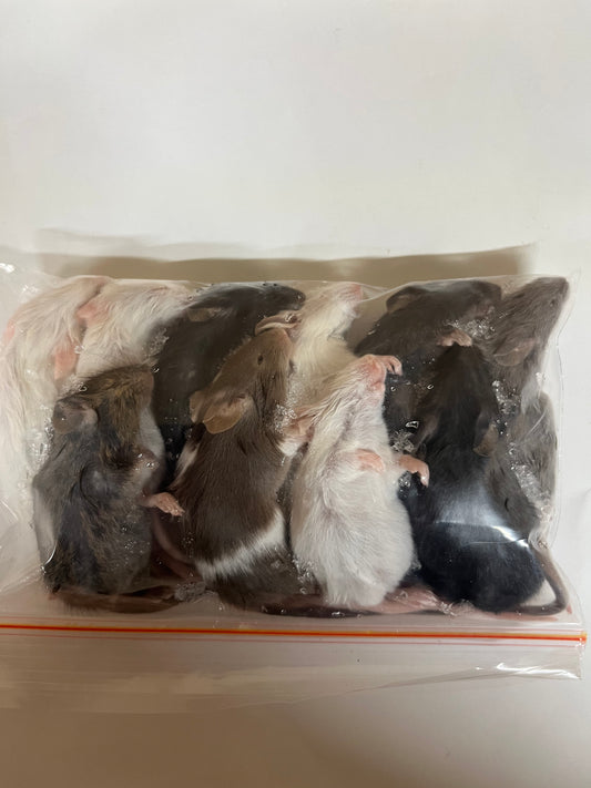 Large Weaner (Mice)